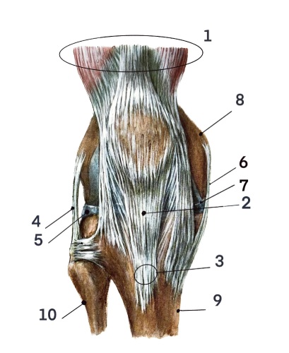 Detail lidského kolena