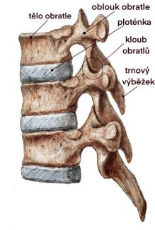 Stavba páteře